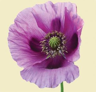 A close-up of a lavender variety of an opium poppy.